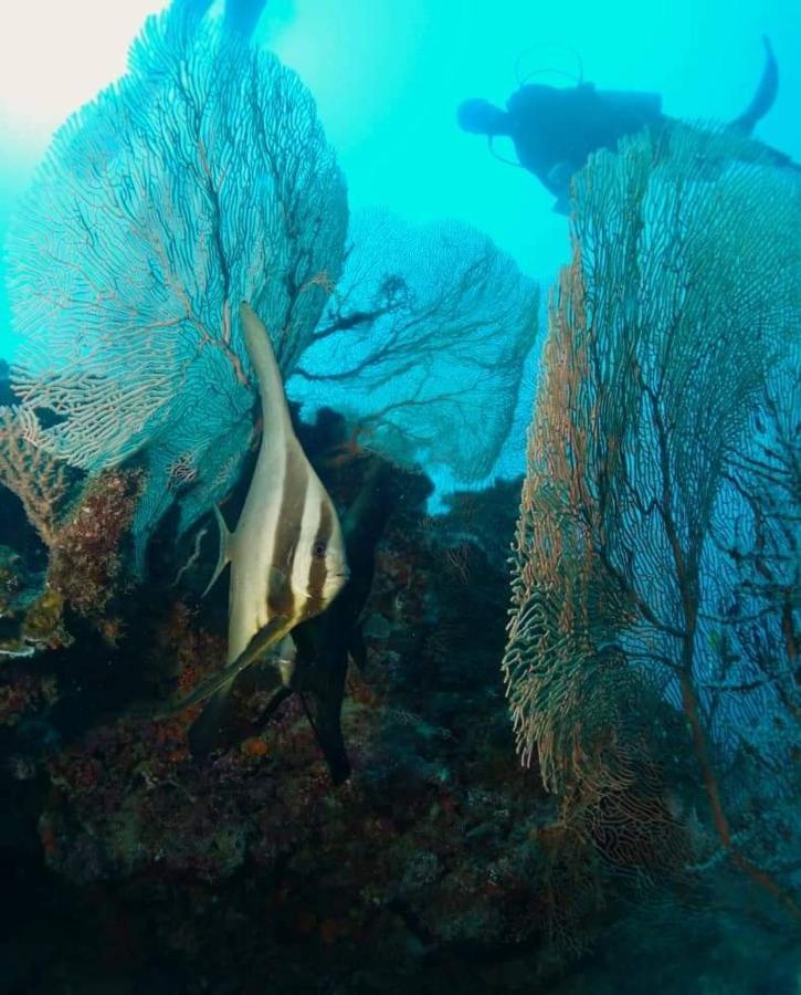 Moheli Vanilla Lodge Nioumachoua エクステリア 写真